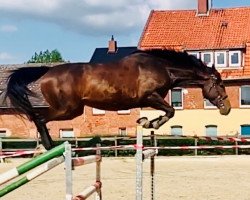 jumper So Unique H (Hanoverian, 2015, from Stolzenberg)