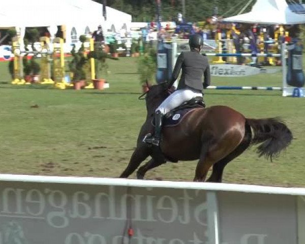 FEI Reitturnier Steinhagen (GER) 2014