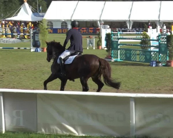 FEI Reitturnier Steinhagen (GER) 2014