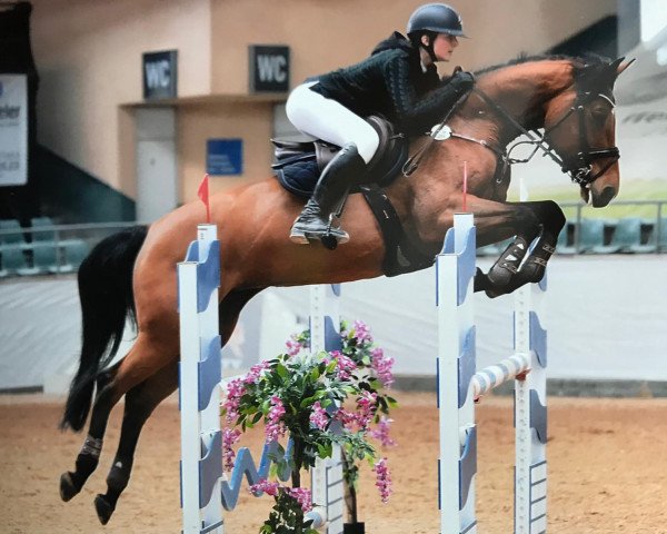 jumper Calmara 8 (Holsteiner, 2011, from Calico 8)