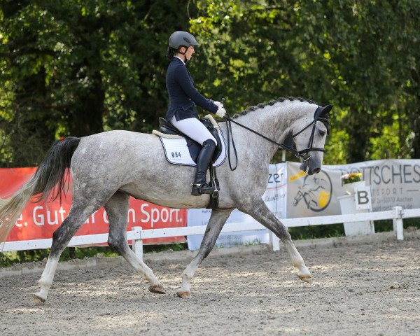 dressage horse Dorina C 4 (Rhinelander, 2015, from Diathago)