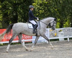 dressage horse Dorina C 4 (Rhinelander, 2015, from Diathago)