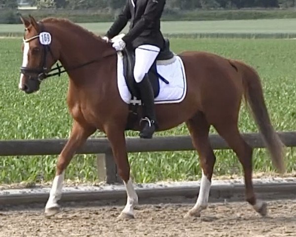 dressage horse Haribo ST (German Riding Pony, 2010, from Hot Cream 3)