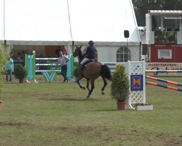 FEI Reitturnier Steinhagen (GER) 2014