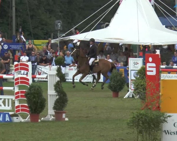 FEI Reitturnier Steinhagen (GER) 2014