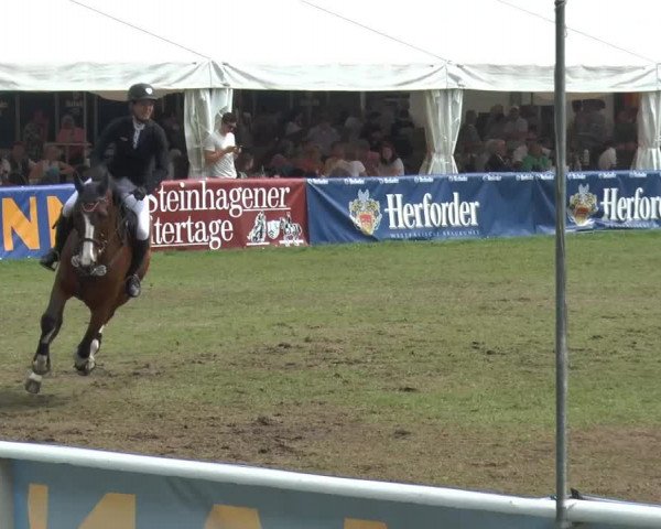 FEI Reitturnier Steinhagen (GER) 2014