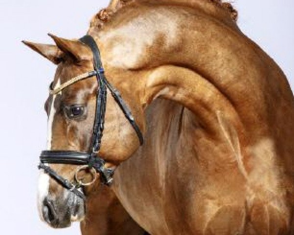 stallion Drei D AT (German Riding Pony, 2011, from Dance Star AT NRW)
