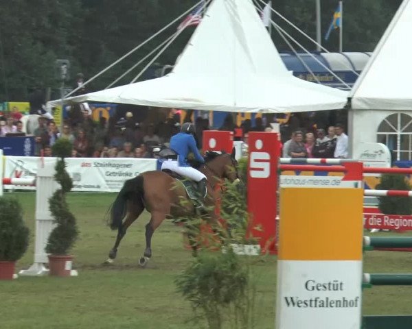FEI Reitturnier Steinhagen (GER) 2014