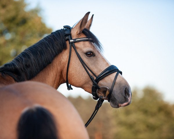 dressage horse Jella 12 (German Riding Pony, 2011, from FS Chambertin)