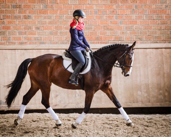 broodmare Cortina (Oldenburg, 2008, from Kaiser Karl)