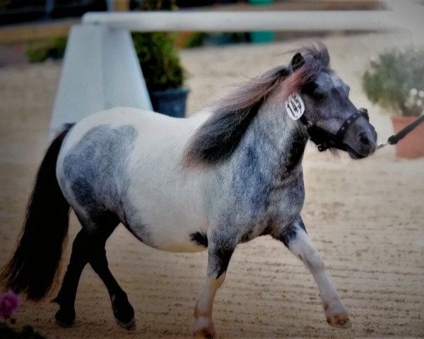 broodmare Tashina vom Försterberg (Shetland pony (under 87 cm), 2013, from Uno van de Zandhoven)