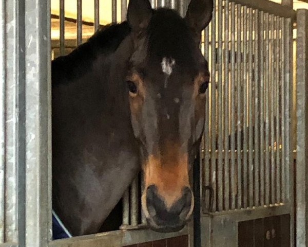 dressage horse Fantastic Friend (Hanoverian, 2014, from Fantastic)