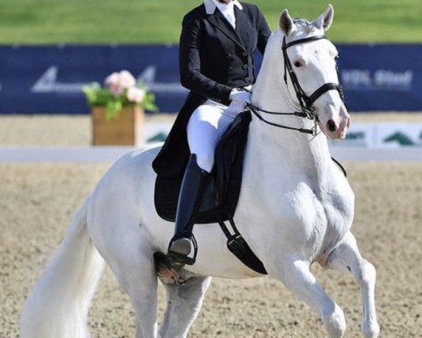 dressage horse Toledano Xxxi (Pura Raza Espanola (PRE), 2007, from Ambicioso XV) dressage horse Toledano Xxxi (Pura Raza Espanola (PRE), 2007, from Ambicioso XV)
