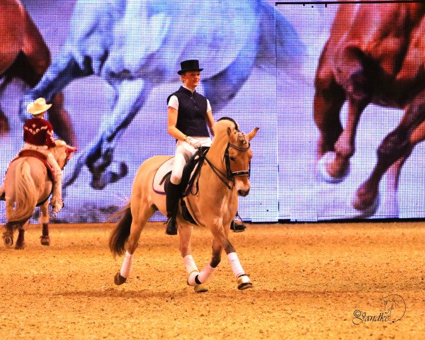 dressage horse Lone 9 (Fjord Horse, 1998, from Kvest Halsnæs)