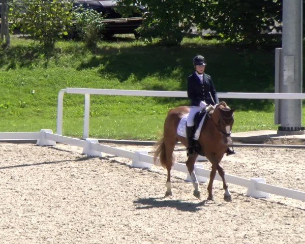 Equestrian Show Bülach 2025