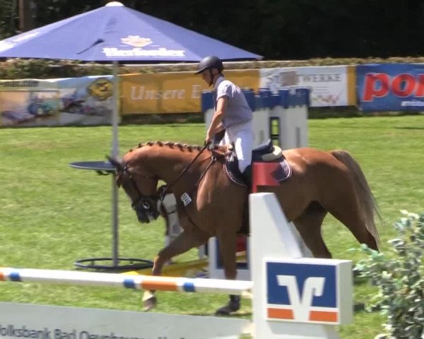 Dressur- und Springturnier Vlotho-Exter 2014