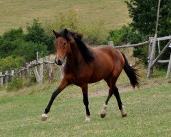 broodmare Dallmayr's Cappuccina (German Riding Pony, 2019, from Dallmayr K)