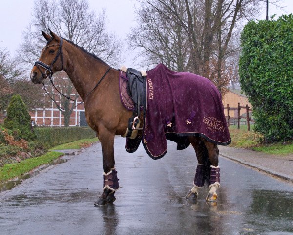 jumper Carcassonne 5 (Hanoverian, 2011, from Comte)