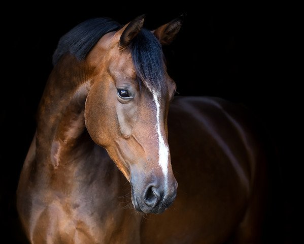 broodmare Danica (German Riding Pony, 2012, from Dance Star AT NRW)