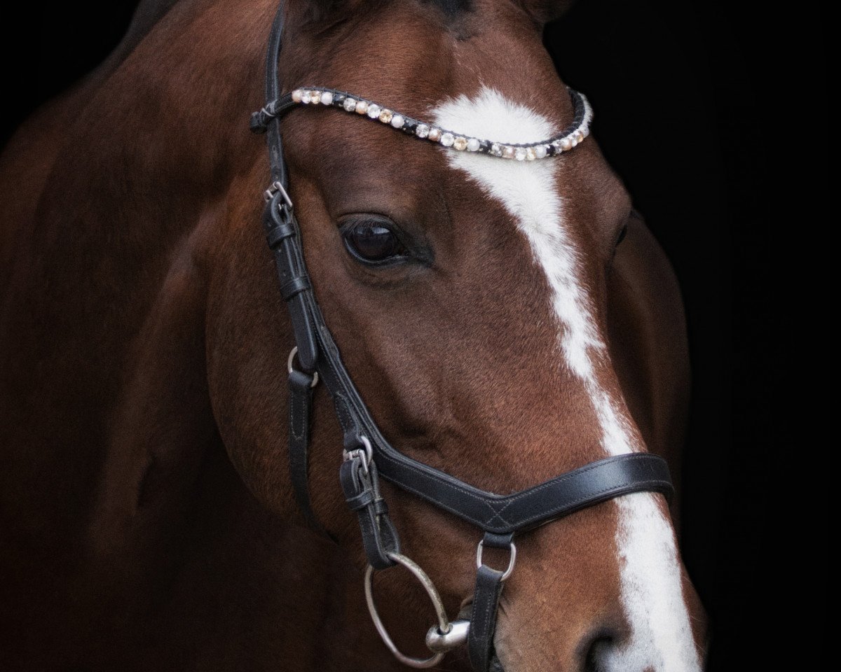 horse Samba Salomée (KWPN (Royal Dutch Sporthorse), 2012, from Donnerhall)