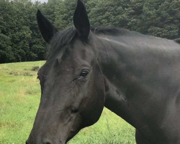 horse Hotengo (Württemberger, 2012, from Hot Spirit)