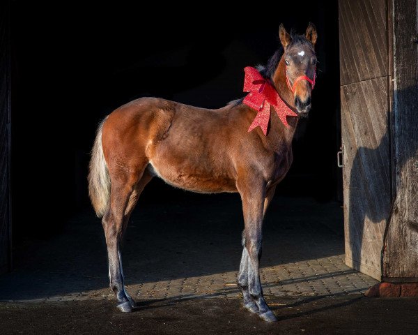 Pferd Call me Champion MJ Z (Zangersheide Reitpferd, 2020, von Colman)