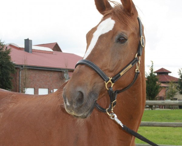 horse Calimero 338 (Zweibrücken, 1999, from Elan d' Espoir)