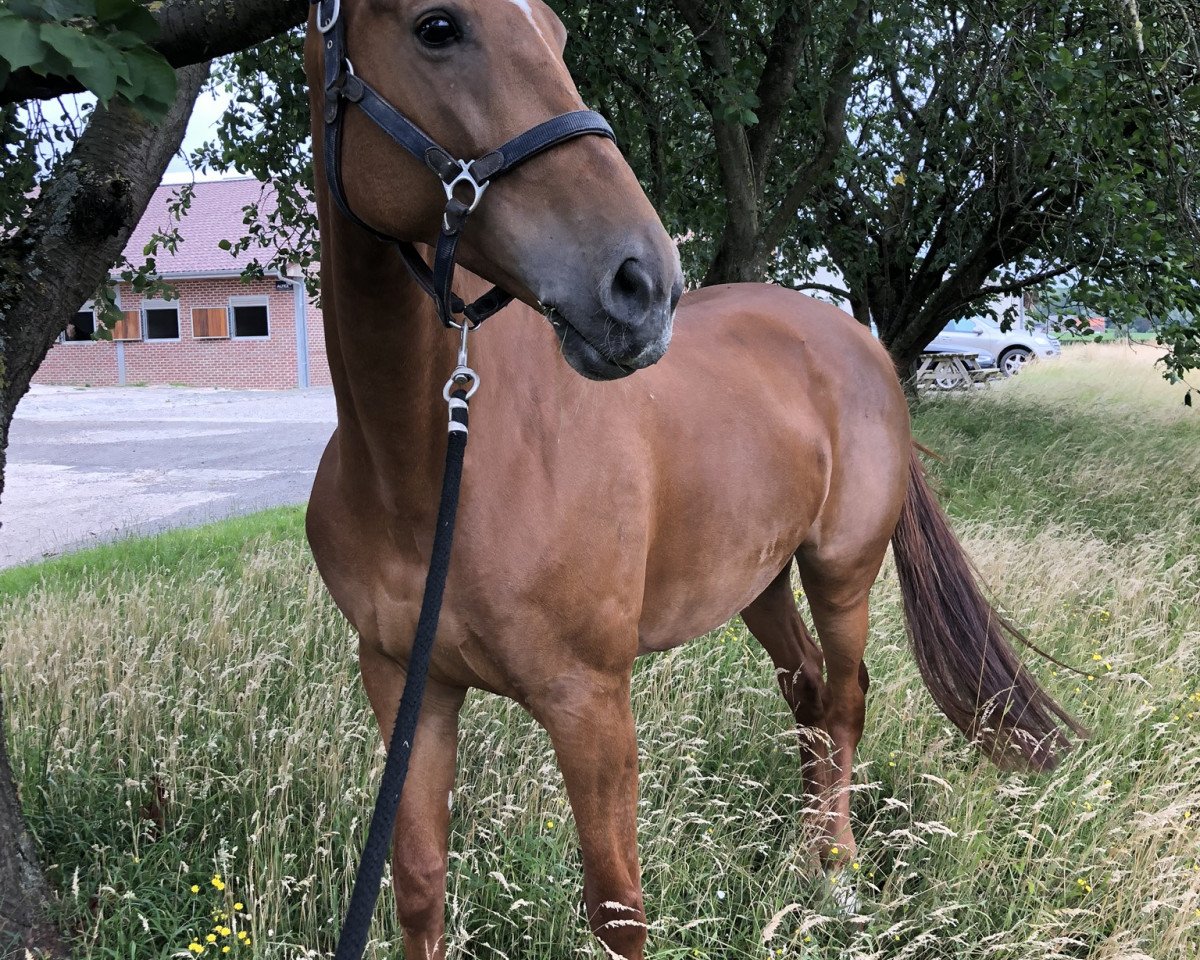 Pferd Continental 11 (Oldenburger, 2011, von Conthargos)