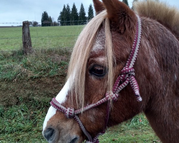 dressage horse Balu (German Riding Pony, 1995, from Beach Boy)
