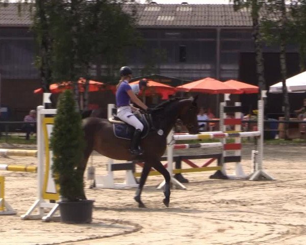 Großes Reit- und Springturnier Herbern 2014