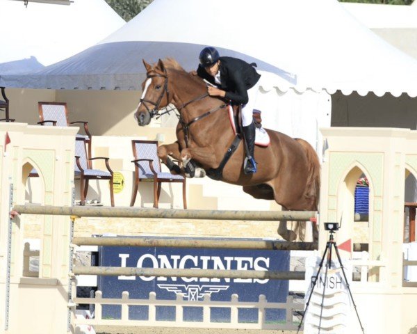 Caballo de salto Vegas du Monteil (Selle Français, 2009, de Calvaro Z)