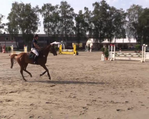 Großes Reit- und Springturnier Herbern 2014