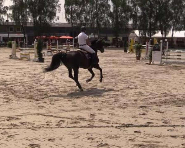 Großes Reit- und Springturnier Herbern 2014