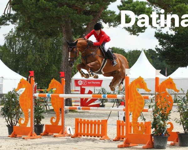 Broodmare Datina (KWPN (Dutch Warmblood), 2008, from Tangelo van de Zuuthoeve)