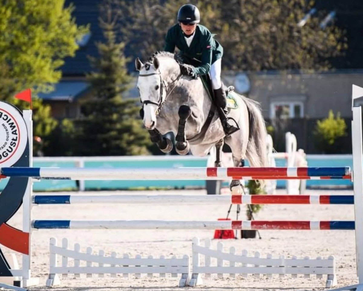 Daimond Classic: Cheval, Pedigree