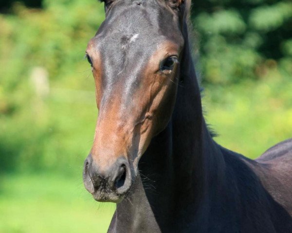 Springpferd Nalani 7 (Holsteiner, 2020, von Million Dollar)