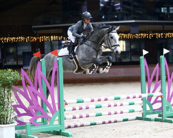 Springpferd Qhyra du Bois Halleux (Belgisches Warmblut, 2016, von Arko III)