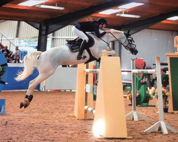 Springpferd Ennistymon Princess (Irish Sport Horse, 2007)