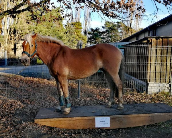 Dressurpferd Helena 276 (Haflinger, 2006, von Almwind)