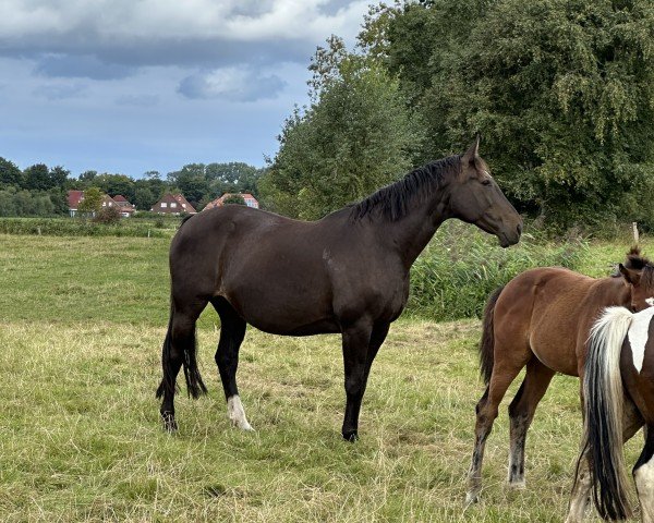 Chovná klisna El Dolly G. (Hannoverský, 2005, od El Bundy)
