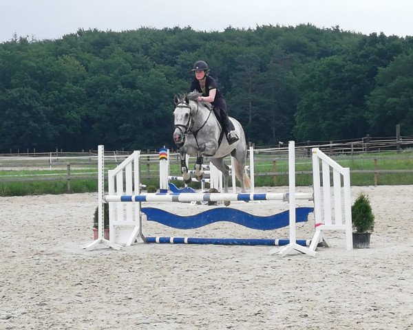Dressurpferd Graziano 130 (Hannoveraner, 2013, von Grey Top)