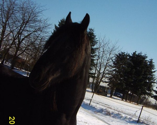 Pferd Ale fan de Tibsterwei (Friese, 2008, von Jerke 434)