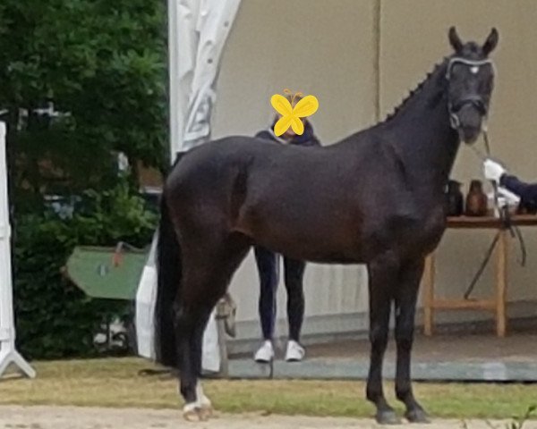 broodmare Mariella (Oldenburg, 2013, from Dr Doolittle 45)