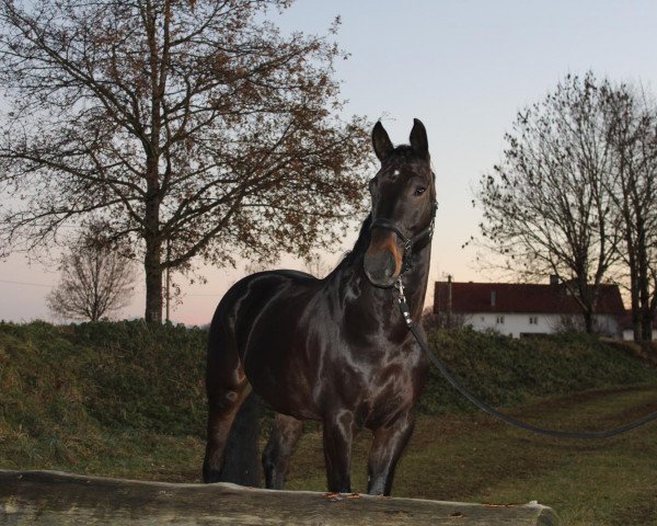 Cavallo da salto Akuna Matata VO (Cavallo sportivo anglo-europeo, 2015, di Air Corrado V.O.)