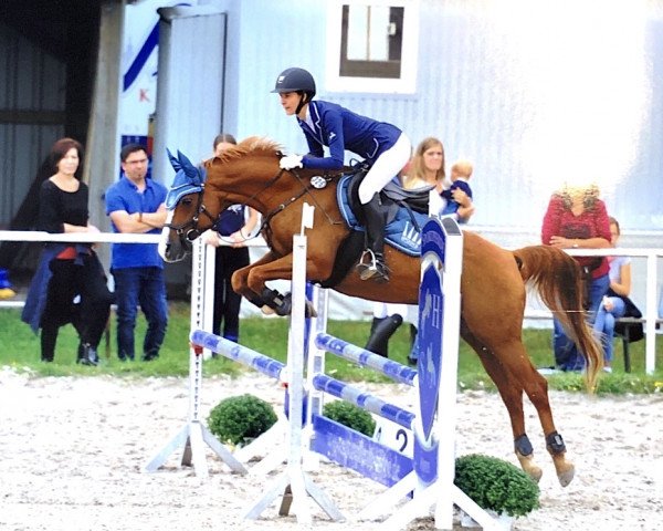 jumper Kronenhof's Paulchen (Nederlands Welsh Ridepony, 2007, from Bokkesprong Czardas)