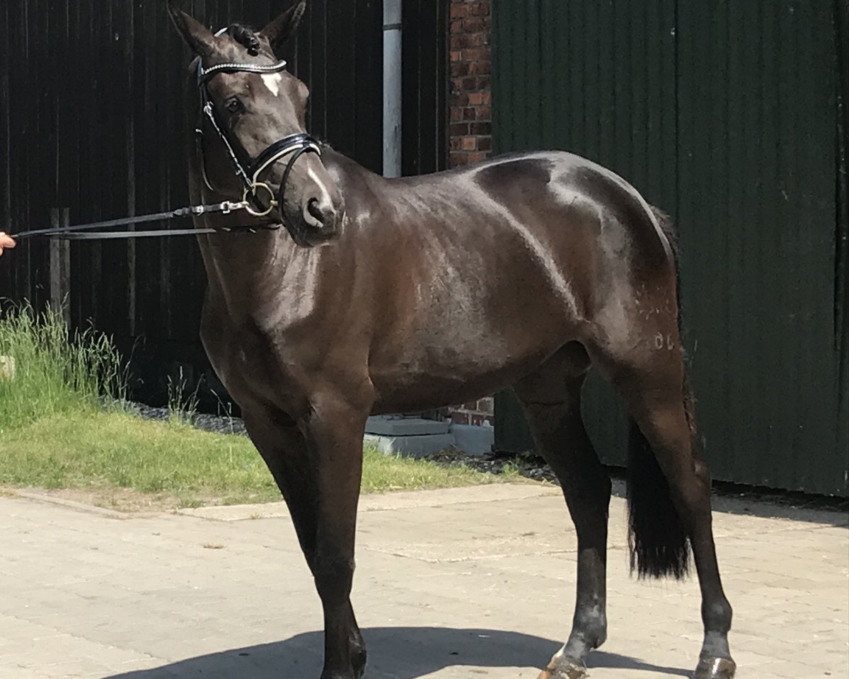 broodmare Rosenfee (Trakehner, 2017, from Perpignan Noir)