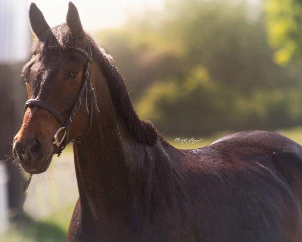 horse Ehrentraum (Westphalian, 2013, from Ehrenpreis)