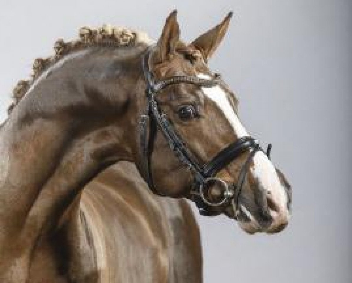 Deckhengst Dreidimensional AT NRW (Deutsches Reitpony, 2009, von Dance Star AT NRW)