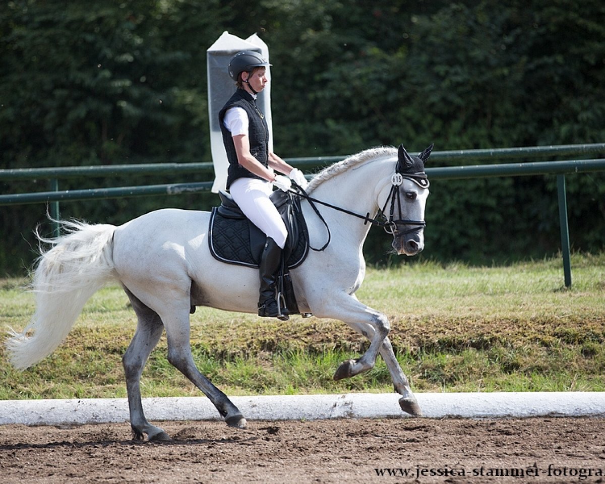 dressage horse Balón (Andalusier, 2004)