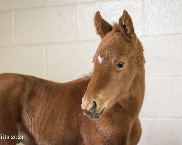 horse Stute von Vino Rosso xx (Thoroughbred, 2021, from Vino Rosso xx)